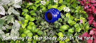 Florida is aptly named the sunshine state. Shade Gardening In Florida