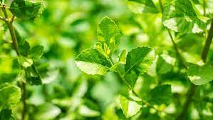 Maybe you would like to learn more about one of these? Mengenal Daun Beluntas Dan Manfaatnya Untuk Kesuburan Wanita