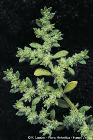 Image result for Fuirena hirsuta