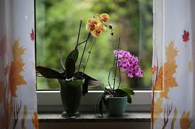 The mums model of chrysanthemums considered as the most favorite one which starts blooming in the first autumn itself. Popular Types Of Flowers Top 12 Women S Favorite Flowers Minivan Momma