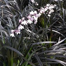 Image result for Ophiopogon