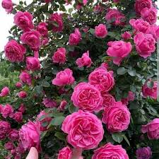 Please your girlfriend or enjoy it yourself! Flowers Lover Flowers Vs Twitter