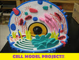 On the back of your model, you will attach a key that briefly describes the function of each cell part. Grade 8 Cells Worksheets Teaching Resources Teachers Pay Teachers
