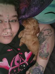 Chiweenie dog photo and behavior