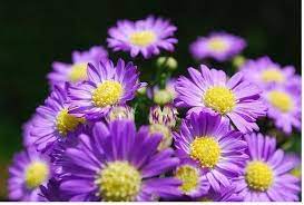 Flowers And Purple With Yellow Centers Jpg Yellow Flowers Purple Flower Pictures Flowers
