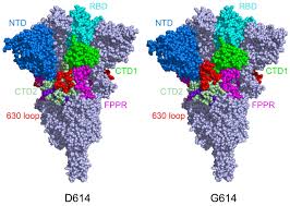 But how do these variants occur and what makes some more contagious than others? Sturdier Coronavirus Spike Protein Explains Faster Spread Of Covid Variants From Uk South Africa And Brazil