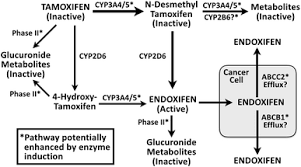 The Underrated Risks Of Tamoxifen Drug Interactions