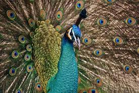The green, or javanese, peacock (p. 1 000 Peacock Feather Images Pictures In Hd Pixabay