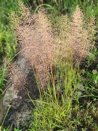 Image result for Sporobolus festivus