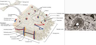 Deep to the compact bone layer is a region of spongy bone where the bone tissue grows in thin columns called. Compact Bone Spongy Bone And Other Bone Components Human Anatomy And Physiology Lab Bsb 141