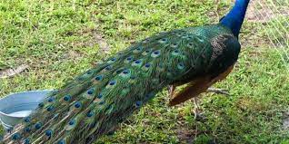 صور طاووس خلفيات ورمزيات طيور طاووس جميلة ميكساتك india blue peacock photo coloured feathers