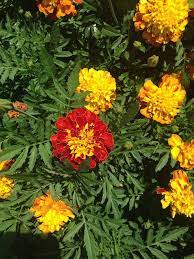 12 Months Of Gardening Sow These Seeds Roundtree Landscaping Dallas Tx