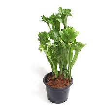 Image result for Microsorum punctatum