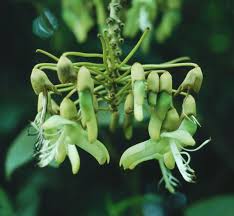 Image result for Mucuna