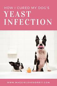 Home Remedy For Dog Skin Yeast Infection Dog Yeast Infection Dog Yeast Infection Skin Yeast Infection Home Remedy