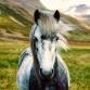 4-H Horse Show at Lamoille County Field Days