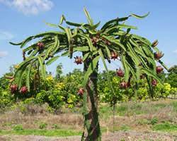 Your dragon fruit cactus should be planted flush with the soil line. Gardening South Florida Style Dragon Fruit