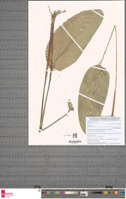 Image result for Marantochloa