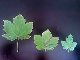 Berg Ahorn Blatter Giftige Pflanzen Pflanzen Berg