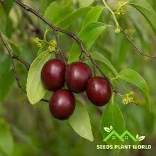 Image result for Ziziphus abyssinica