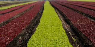 The resources listed below on tree fruit production are some of the most useful i've found; Cornell Cooperative Extension Vegetable Crops