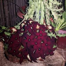 Image result for Orbea umbracula