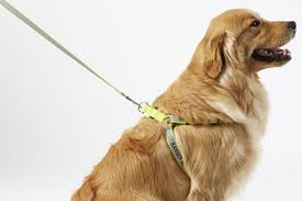 L L Bean Personalized Reflective Pet Harness