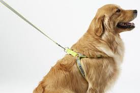 The Best Dog Harness Reviews By Wirecutter