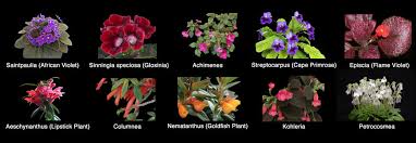 Image result for Gesneriaceae