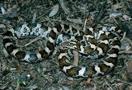 Eastern Milk Snake Milk Snake Snake Milk Cow