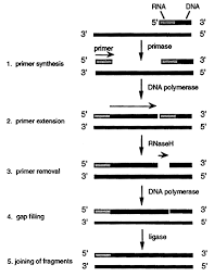 Leading & Lagging Dna Strands - Video Tutorials & Practice Problems |  Channels For Pearson+