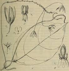 Image result for Neoschumannia