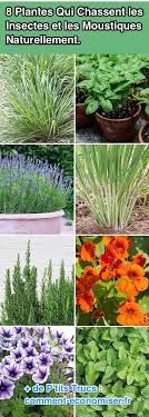 Check spelling or type a new query. 8 Plantes Qui Chassent Les Insectes Et Les Moustiques Naturellement