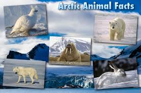 Must know animal facts for kids. Amazing Facts About Animals With Pictures For Kids