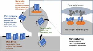 Frontiers | The Shaping of AMPA ...