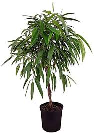 Ficus ( or) is a genus of about 850 species of woody trees, shrubs, vines, epiphytes and hemiepiphytes in the family moraceae. Ficus Tree Care How To Grow Maintain Ficus Indoors Apartment Therapy