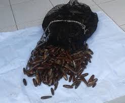 Tra i dolcificanti naturali possiamo trovare i datteri, la stevia e l'agave. Provincia Trovato Con Sette Chili Di Datteri Di Mare Denunciato Info Cilento