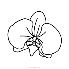Free printable orchid flower coloring pages and download free orchid flower coloring pages along with coloring pages for other activities and coloring sheets Orchid Coloring Page Ultra Coloring Pages