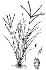 Goosegrass (eleusine indica) is a very troublesome grassy weed in athletic fields, golf greens, tees and fairways, and in other turfgrasses that are mowed short. Plants Profile For Eleusine Indica Indian Goosegrass