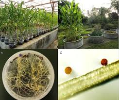 Check spelling or type a new query. The Amazing Potential Of Fungi 50 Ways We Can Exploit Fungi Industrially Springerlink