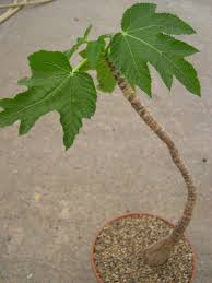 Image result for Obetia