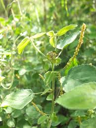 Image result for Acalypha ambigua