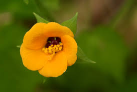 Image result for Pavonia burchellii