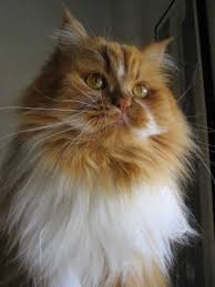 #memes #meme #funny #dankmemes #chadvsvirgin #chad #virgin #dankmeme. Chat Italien Blog De Petitchat24