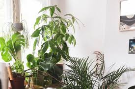 Pada masa pendudukan jepang, bukittinggi dijadikan sebagai pusat pengendalian pemerintahan militernya untuk kawasan sumatra, bahkan sampai ke singapura dan thailand. Tips For Arranging House And Plant Collections With The Urban Jungle Concept