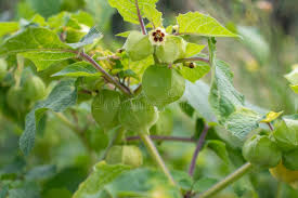 Image result for Physalis lagascae