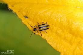 Check spelling or type a new query. Guide To Vegetable Garden Pests Identification And Organic Controls