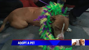 3:44 am edt june 24, 2019. Adopt A Pet Lana