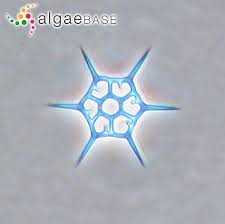 Image result for Distephanus