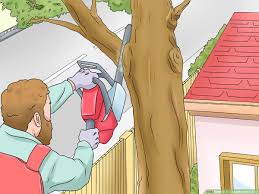 Especially, if are not an arborvitae, this article will be handy for you. How To Cut A Limb From A Tree 8 Steps With Pictures Wikihow
